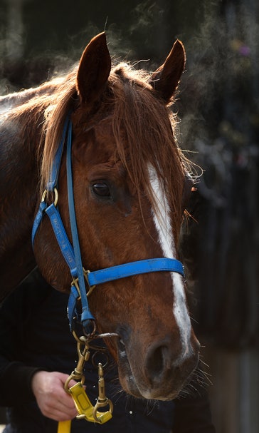 Why don't horses receive their own equestrian medals?